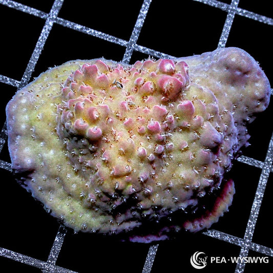Ripe Peach Flat Acropora Coral