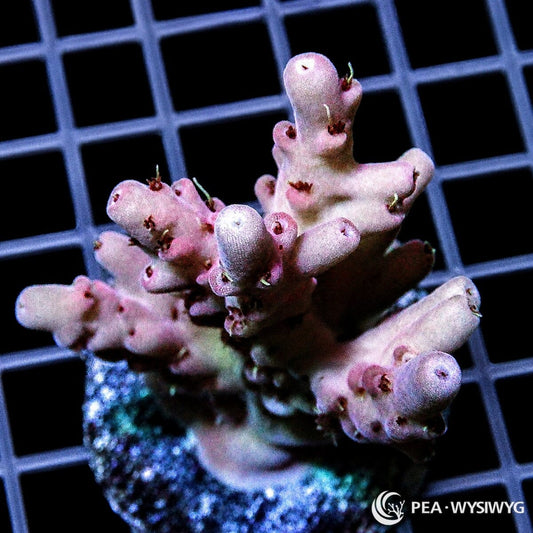 Rose Acropora SPS coral WYSIWYG frag with pink rose branching growth