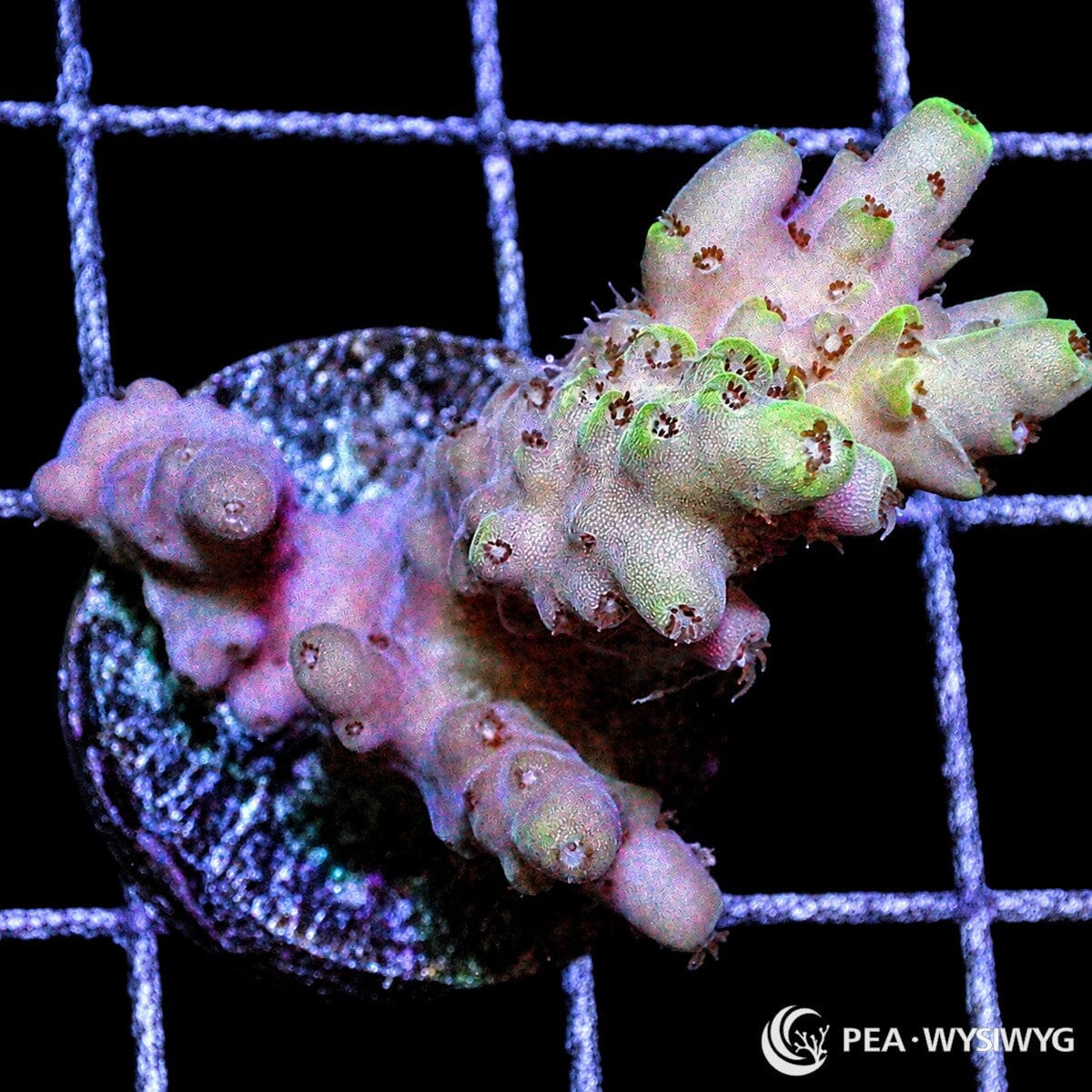Rouge Acropora SPS coral WYSIWYG frag with red pink branching growth