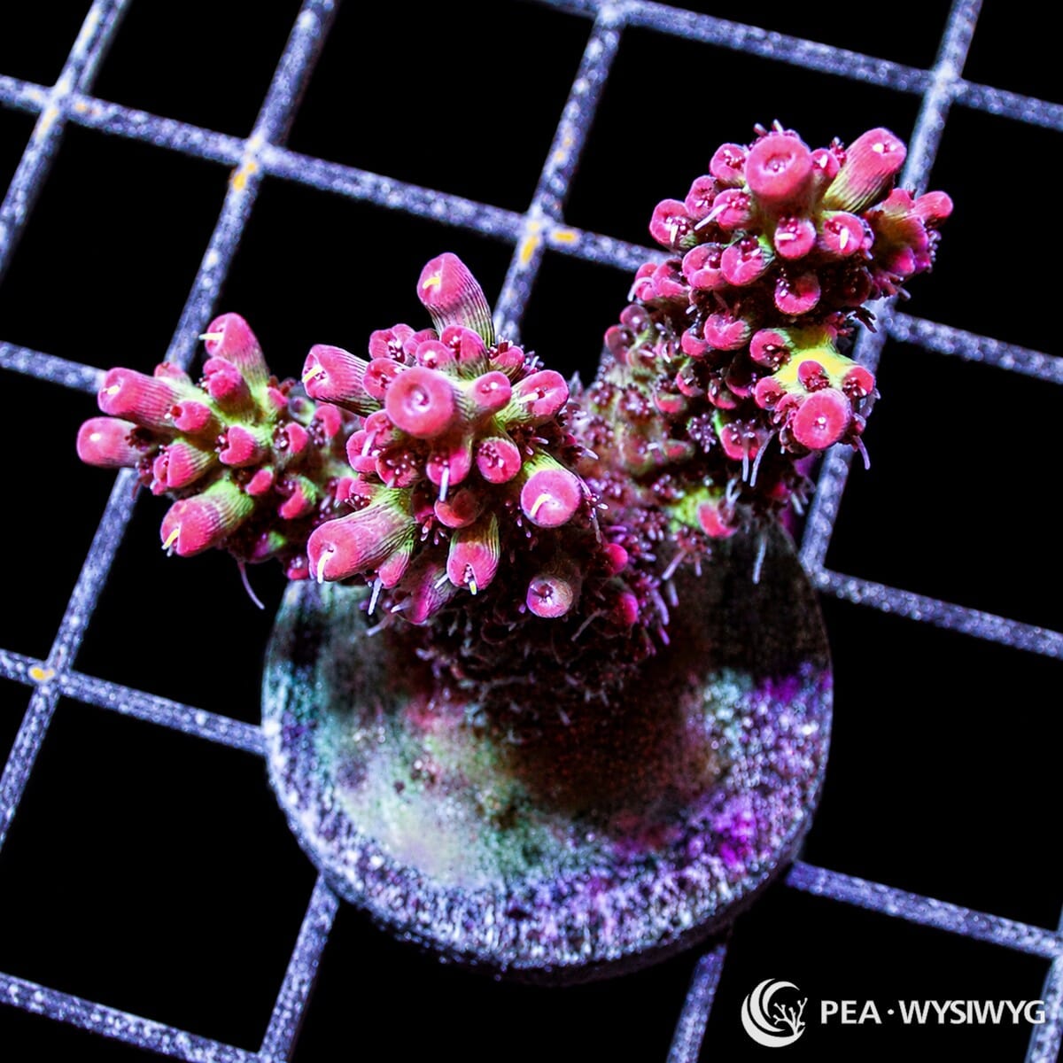 Strawberry Shortcake Acropora SPS coral WYSIWYG frag with pink coralites and green growth