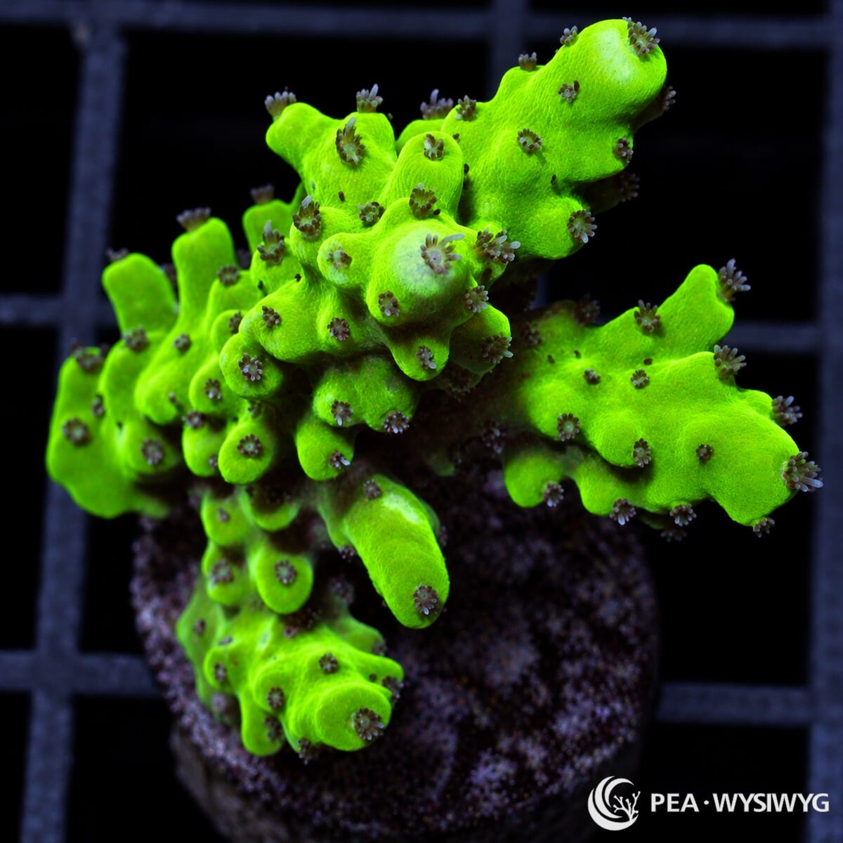 Alien Blood Acropora Acropora sp. coral with vivid fluorescent green branches and contrasting dark polyps