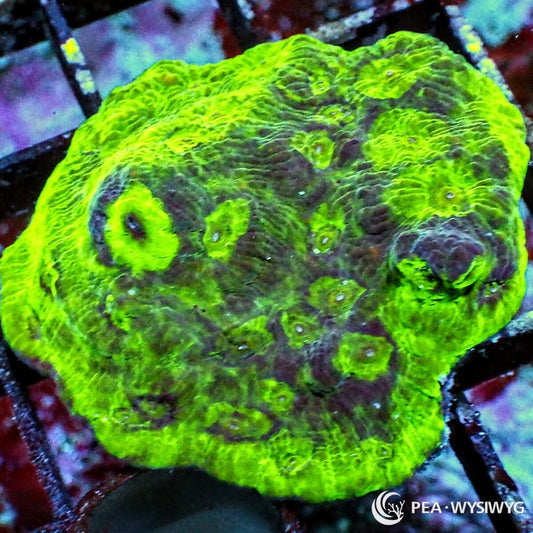 Alien Blood Ooze Chalice Echinophyllia sp. WYSIWYG coral frag with neon green rim, purple green tissue, glowing green mouths, and encrusting plating growth