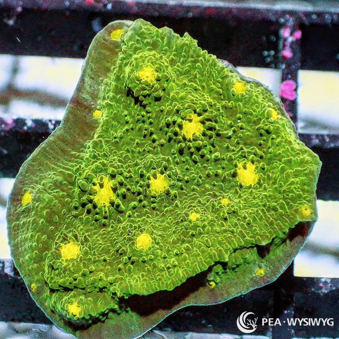 Alien Eye Chalice aquacultured chalice coral with vibrant coloration and contrasting eye patterns