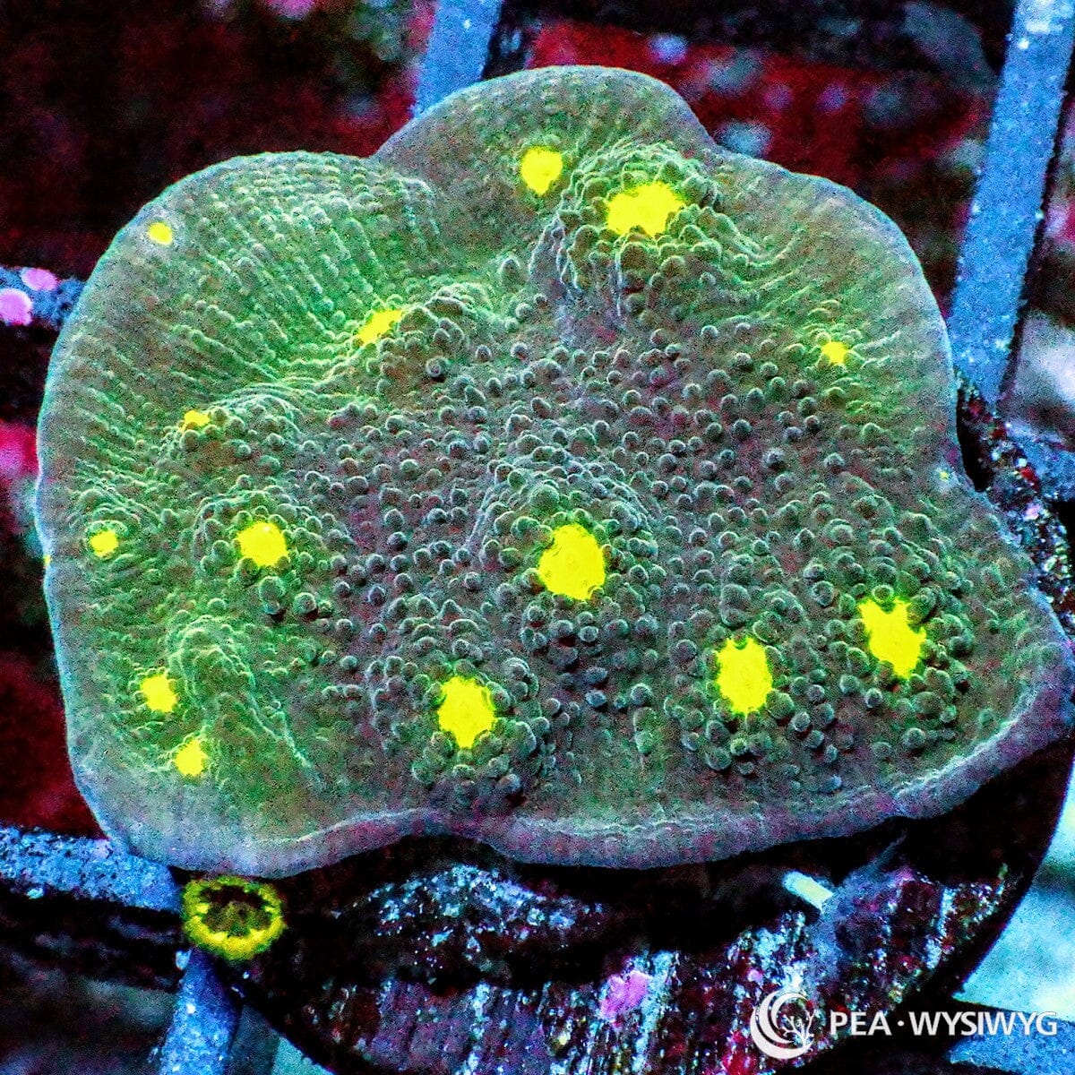 Alien Eye Chalice coral with green-blue base and bright yellow eyes, WYSIWYG under $25 coral frag from Pacific East Aquaculture