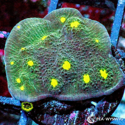 Alien Eye Chalice coral with green-blue base and bright yellow eyes, WYSIWYG under $25 coral frag from Pacific East Aquaculture