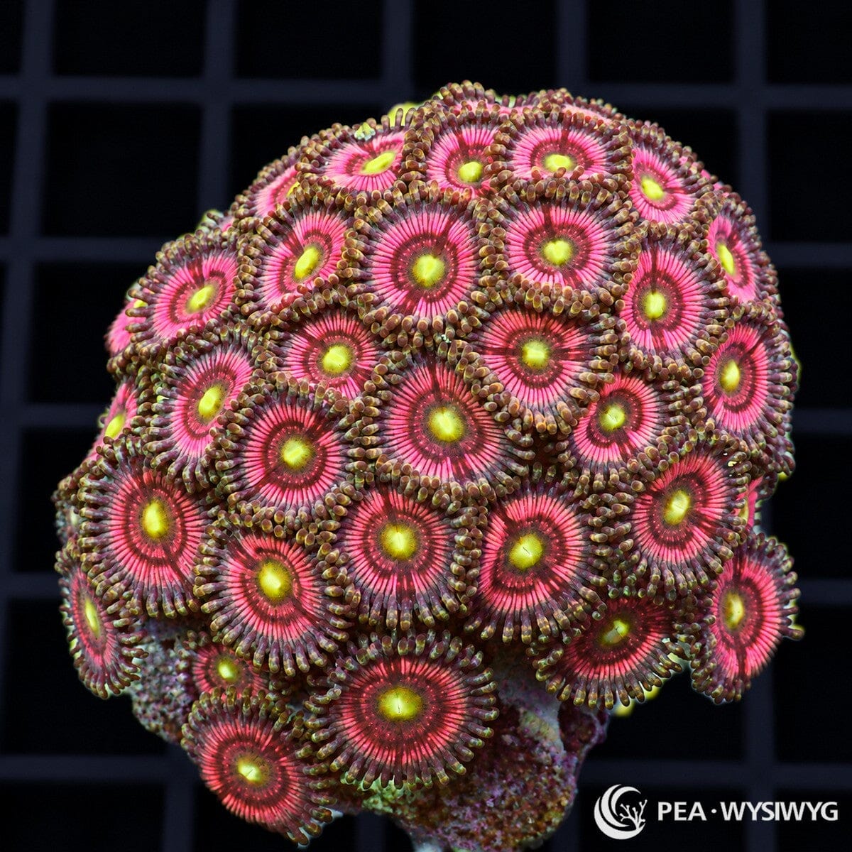 Alien Eye Pink Zoanthids Zoanthus sp. WYSIWYG colony with neon yellow-green centers, vivid pink-magenta faces, and darker radial striping