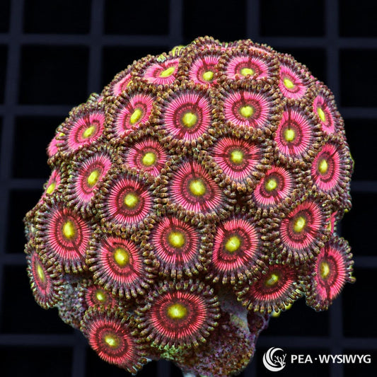 Alien Eye Pink Zoanthids Zoanthus sp. WYSIWYG colony with neon yellow-green centers, vivid pink-magenta faces, and darker radial striping