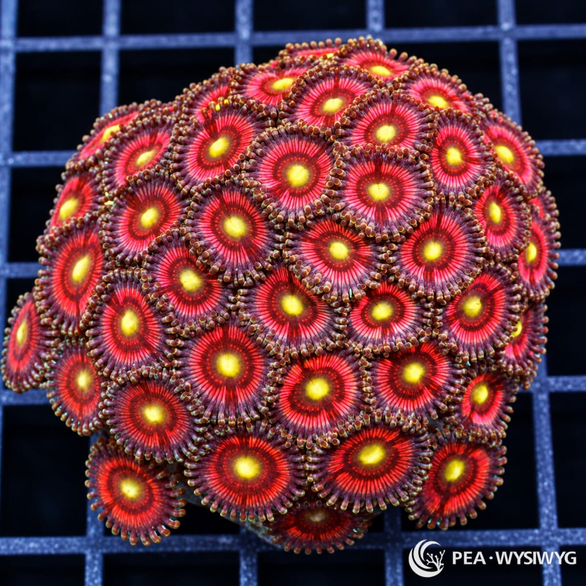 Alien Eye Pink Zoanthids Zoanthus sp. with fluorescent yellow centers, vivid red-pink oral discs, dark burgundy rings, and muted lavender-brown skirts
