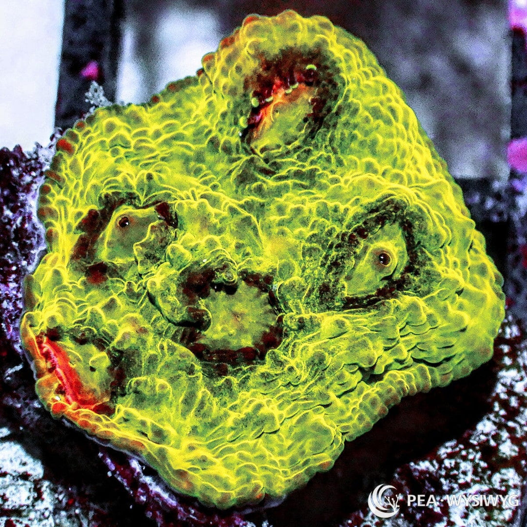 Alien Force Favites aquacultured brain coral with vibrant multicolor patterns and textured growth