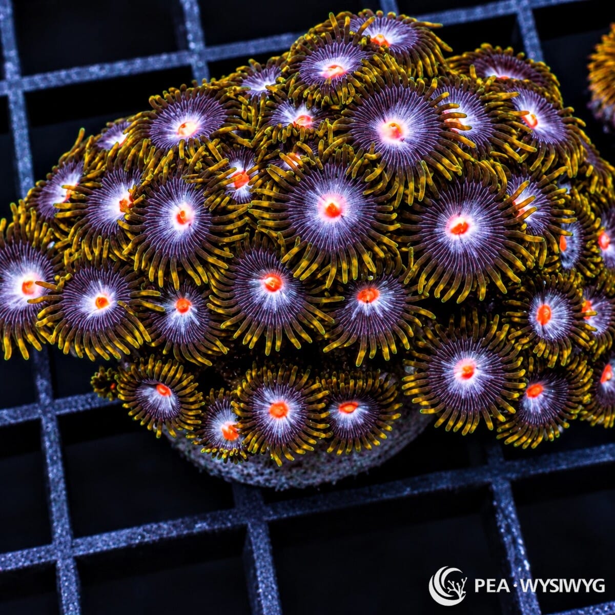 Angel Wings Zoanthids Zoanthus sp. WYSIWYG colony with pale lavender-white centers, orange-red mouths, purple faces, and golden-yellow skirts