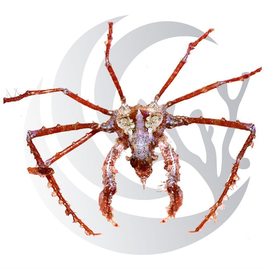 Arrow Crab (Stenorhynchus seticornis), pest predator and scavenger, medium saltwater aquarium invert
