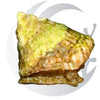 Astrea Snail (Lithopoma tectum), film algae grazer, small saltwater aquarium invert