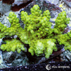Australian Acropora Green "Chunky" (WYSIWYG)