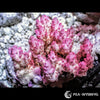 Hot Pink Chunky Acropora