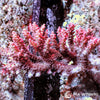 Australian Acropora - Pink-Red Table "Chunky" (WYSIWYG)