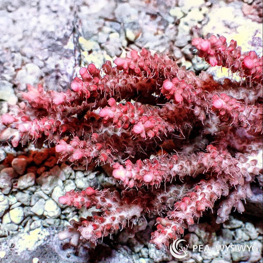 Australian Acropora - Pink-Red Table "Chunky" (WYSIWYG)
