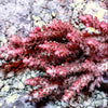 Australian Acropora - Pink-Red Table "Chunky" (WYSIWYG)