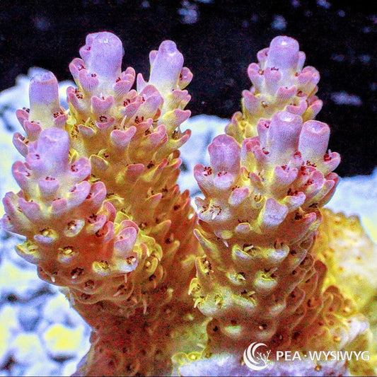Australian Acropora Pink-Tip Yellow Table "Chunky" (WYSIWYG)