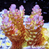 Australian Acropora Pink-Tip Yellow Table "Chunky" (WYSIWYG)
