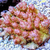 Australian Acropora Pink-Tip Yellow Table "Chunky" (WYSIWYG)