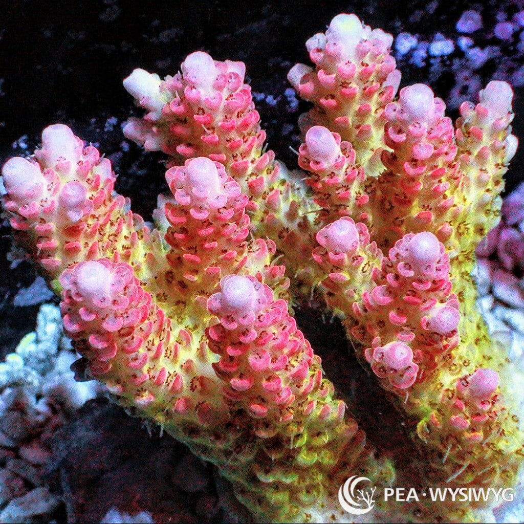 Australian Acropora Pink-Tip Yellow Table "Chunky" (WYSIWYG)