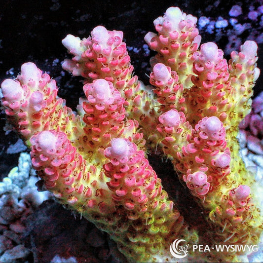 Australian Acropora Pink-Tip Yellow Table "Chunky" (WYSIWYG)