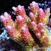 Australian Acropora Pink-Tip Yellow Table "Chunky" (WYSIWYG)