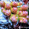 Australian Acropora Pink-Tip Yellow Table "Chunky" (WYSIWYG)