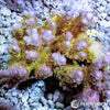 Australian Acropora - Pink-tip Yellow Table "Chunky" (WYSIWYG)