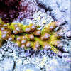 Australian Acropora Pink-Tip Yellow Table "Chunky" (WYSIWYG)