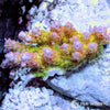 Australian Acropora Pink-Tip Yellow Table "Chunky" (WYSIWYG)