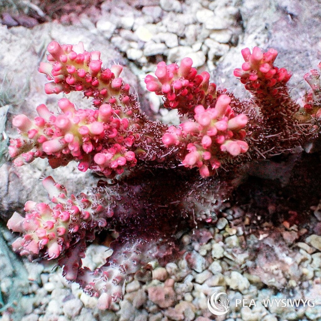 Australian Acropora - Pink "Chunky" (WYSIWYG)