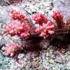 Australian Acropora - Pink "Chunky" (WYSIWYG)