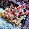 Strawberry Shortcake Chunky Acropora