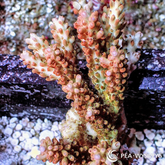 Strawberry Shortcake Chunky Acropora
