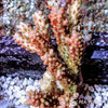 Strawberry Shortcake Chunky Acropora