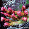 Australian Acropora - Strawberry Shortcake "Chunky" (WYSIWYG)