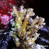Australian Acropora Yellow - Mixed Color "Chunky" (WYSIWYG)