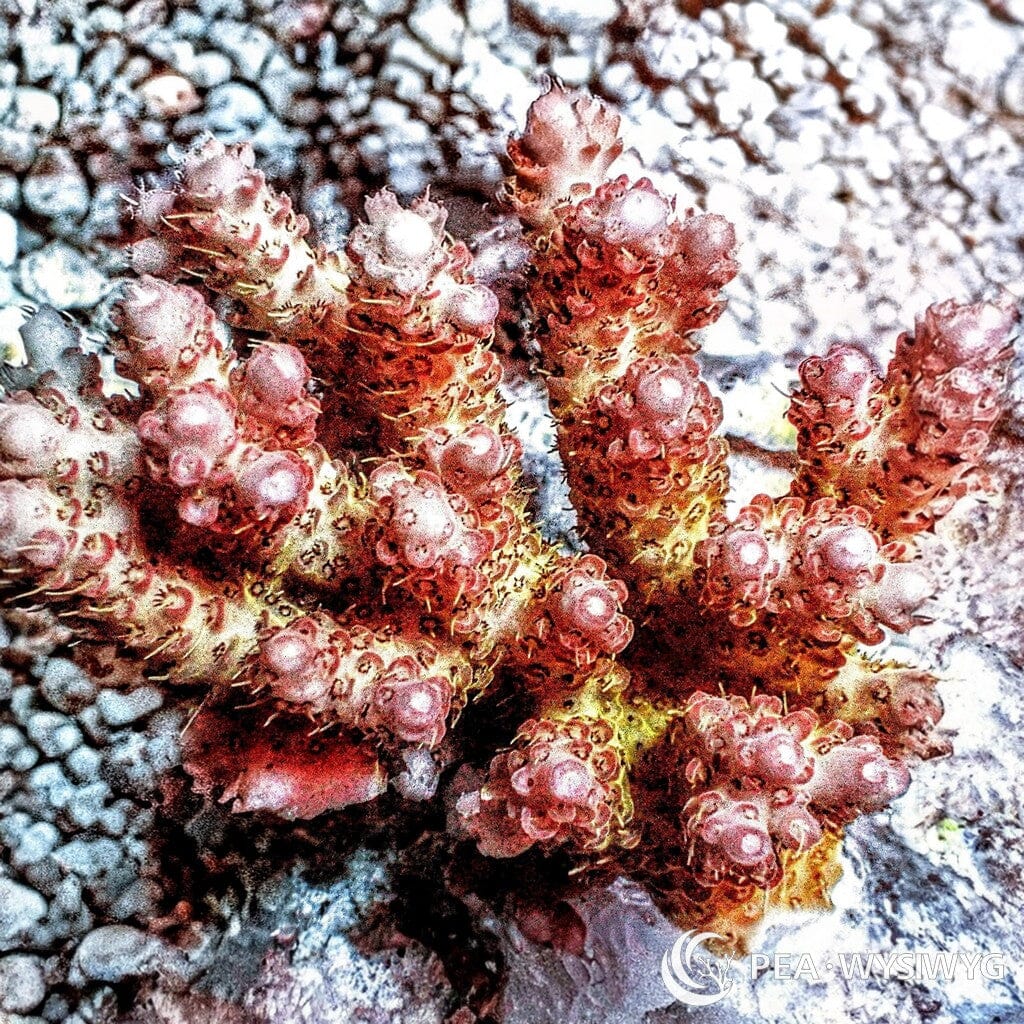 Australian Acropora Yellow-Pink Fuzzy Table (WYSIWYG)
