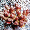 Australian Acropora Yellow-Pink Fuzzy Table (WYSIWYG)