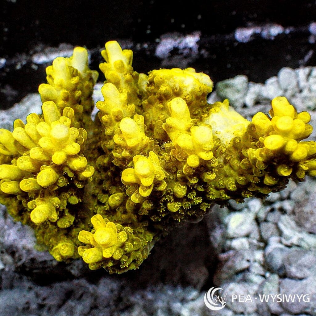 Australian Acropora Canary Yellow "Chunky" (WYSIWYG)