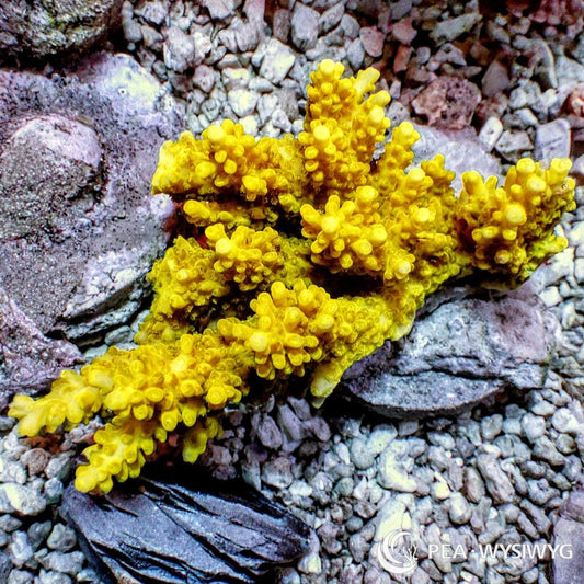 Australian Acropora Canary Yellow "Chunky" (WYSIWYG)