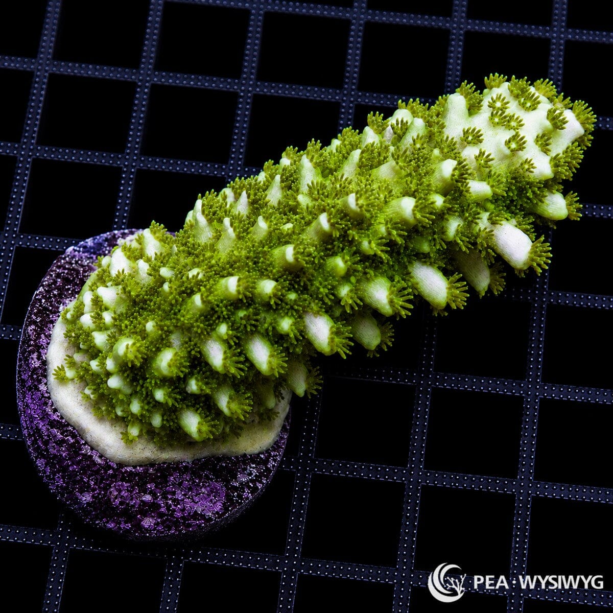 WYSIWYG Green Australian Acropora coral with bright green polyps and white growth tips on frag plug