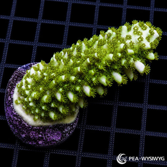 WYSIWYG Green Australian Acropora coral with bright green polyps and white growth tips on frag plug