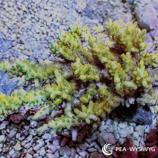 Australian Acropora Green-Yellow "Chunky" (WYSIWYG)