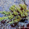 Australian Acropora Green-Yellow "Chunky" (WYSIWYG)