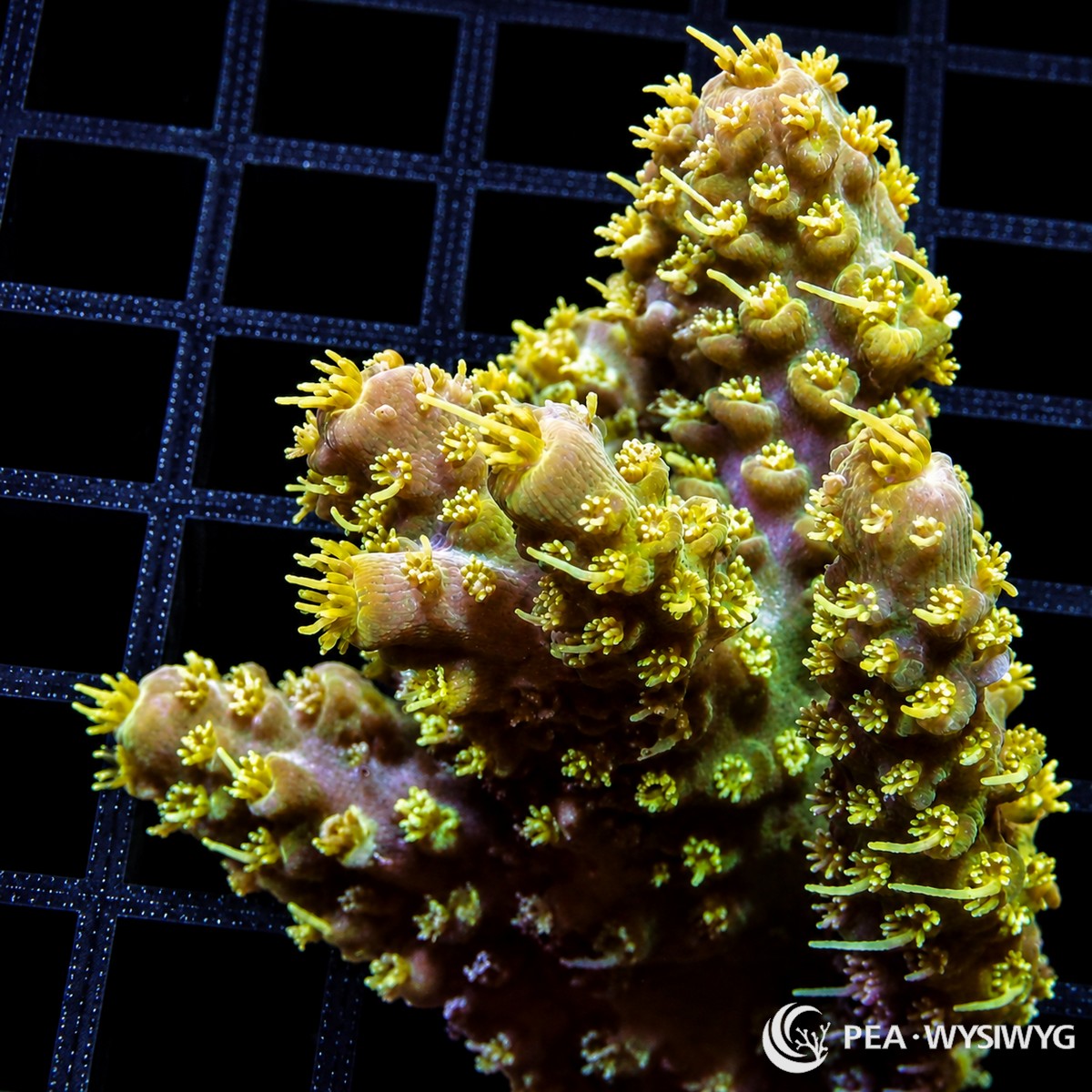 WYSIWYG Hairy Green Australian Acropora coral with yellow-green polyps and branching SPS structure