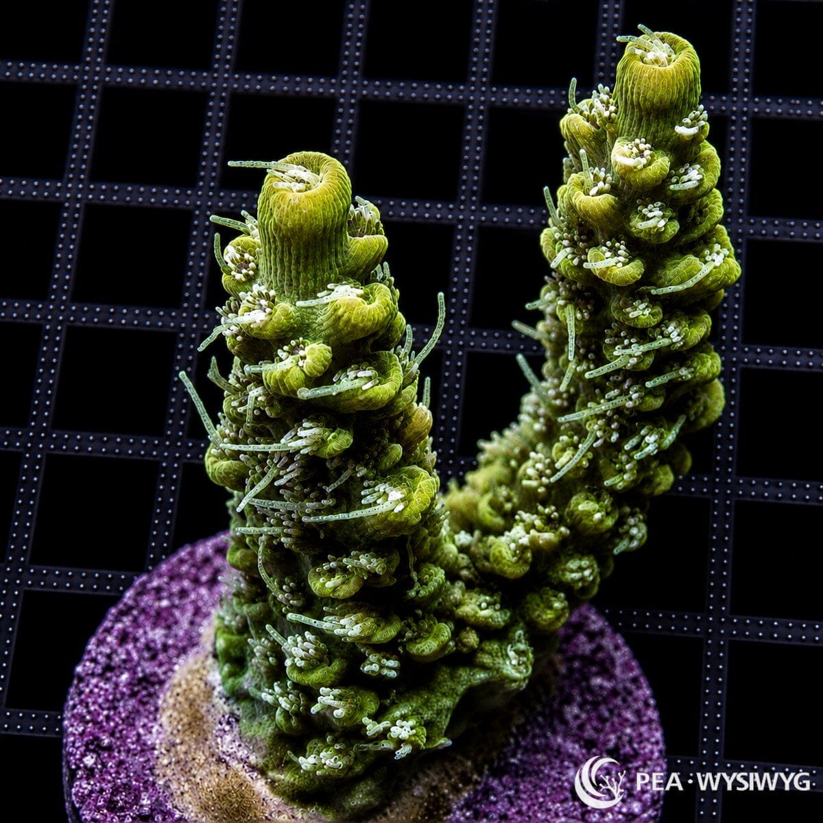 WYSIWYG green hairy Australian Acropora coral with tall branches, extended polyps, and purple frag plug