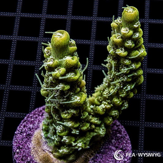 WYSIWYG green hairy Australian Acropora coral with tall branches, extended polyps, and purple frag plug