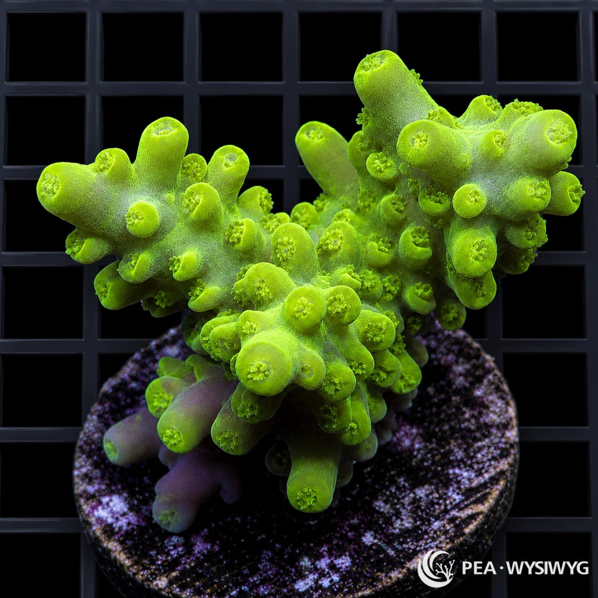 WYSIWYG Lime Green Australian Acropora coral with neon lime branches and rounded growth tips on frag plug